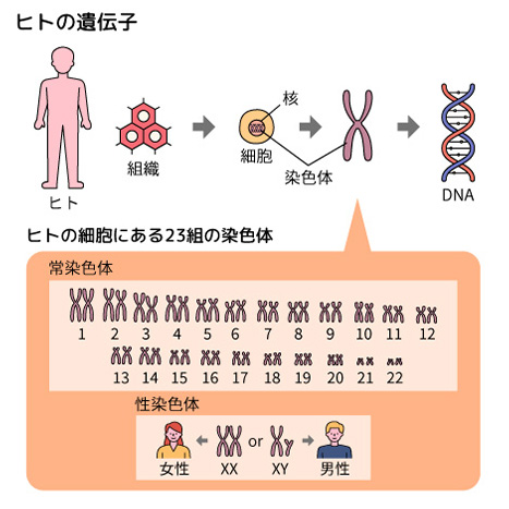 ヒトの遺伝子