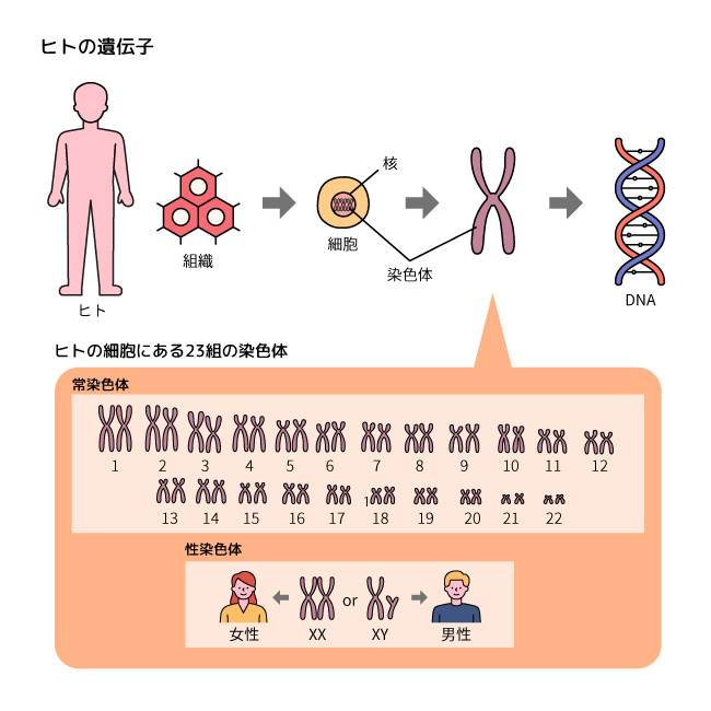 ヒトの遺伝子